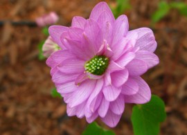 kikuzaki pink
